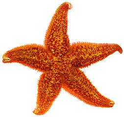 Image showing red starfish close up
