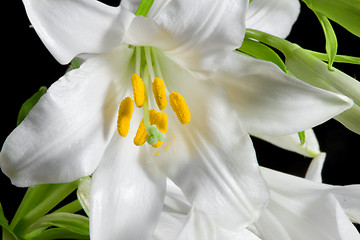 Image showing lily on black