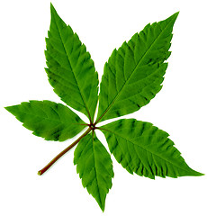 Image showing  leaf of tree isolated