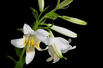 Image showing lily on black