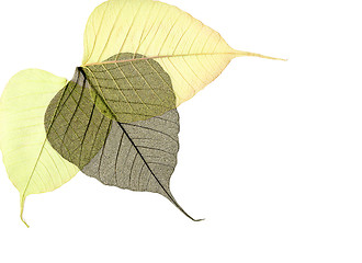 Image showing skeleton of dry leaf   as background