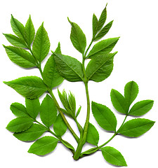 Image showing branch leafs isolated