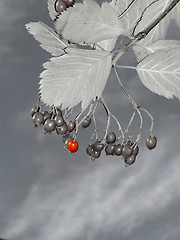 Image showing red rowanberry on grey background
