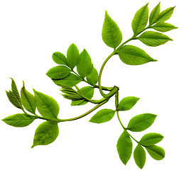 Image showing leaf of tree isolated 