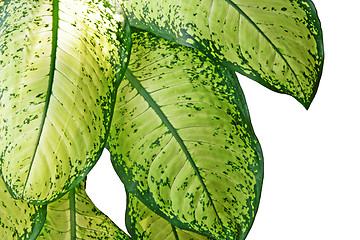 Image showing dieffenbachia leafs