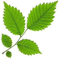 Image showing  leaf isolated