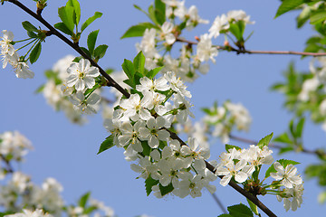 Image showing Flowering branch of cherry 