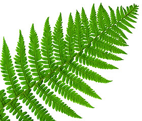 Image showing leaf  fern isolated close up 