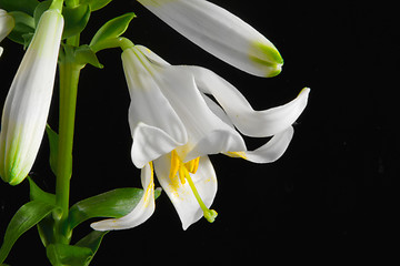 Image showing lily on black