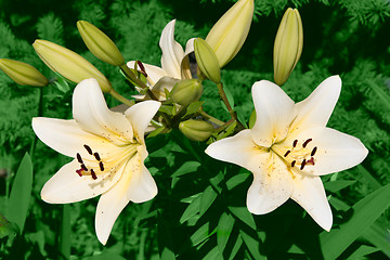 Image showing lilys in garden