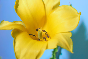 Image showing flower tulip close up