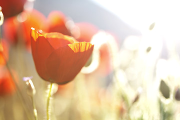 Image showing poppies in the sun