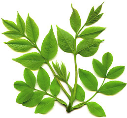 Image showing green  leafs of tree isolated