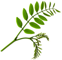Image showing leaf of  acacia