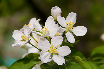 Image showing cherry blossoms