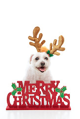 Image showing Pet with reindeer antlers and Merry Christmas message