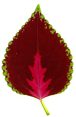 Image showing red  leaf of  houseplant