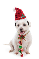 Image showing Christmas dog with jingle bells