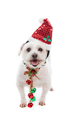 Image showing Festive Christmas puppy with jingle bells