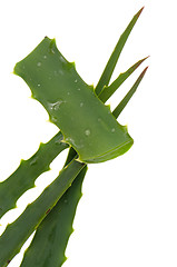 Image showing Aloe 