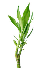 Image showing Green bamboo 