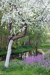 Image showing Blooming apple tree 