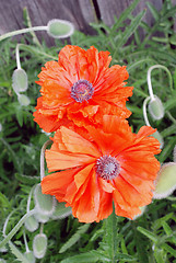 Image showing Red poppy with many buttons 