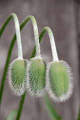 Image showing Three red poppy buttons 