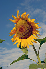 Image showing Ripe sunflower 