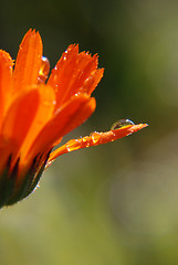 Image showing Dewdrops on marigold 