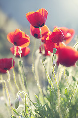 Image showing poppies