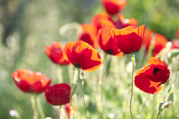 Image showing poppies