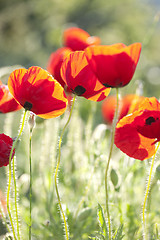 Image showing poppies