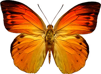 Image showing butterfly isolated    