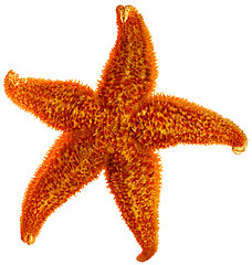 Image showing starfish isolated