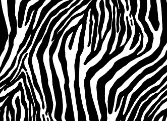 Image showing  zebra as  texture