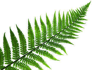 Image showing leaf  of fern isolated close up 