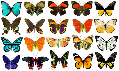 Image showing collection various butterflies isolated on white