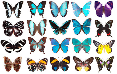 Image showing collection of butterflies isolated on white