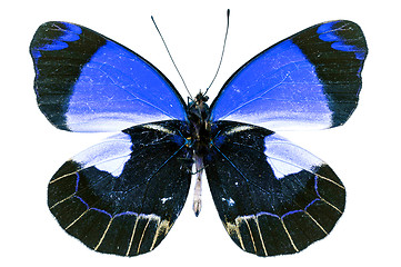 Image showing butterfly isolated    