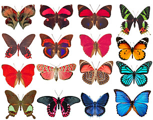 Image showing collection of butterflies isolated on white