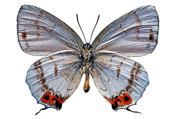 Image showing butterfly isolated    