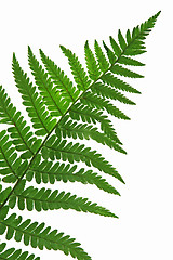 Image showing leaf  of fern isolated close up 