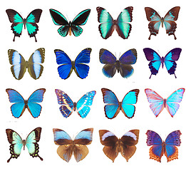 Image showing Some various butterflies isolated on white
