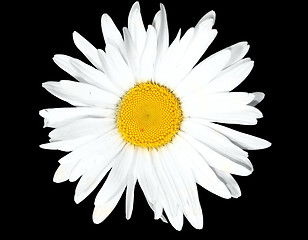 Image showing  flower isolated 