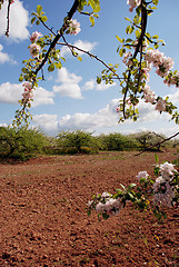 Image showing Blooming apple tree 