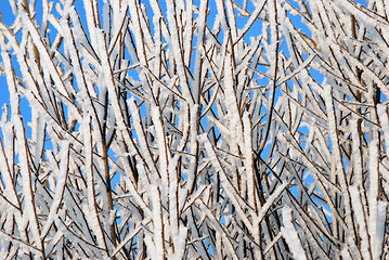 Image showing Hoarfrost 