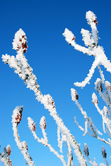 Image showing White frost 