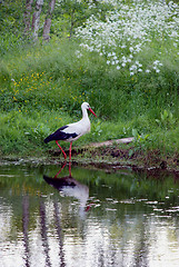 Image showing White stork