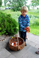 Image showing Kid selling sweet cherries 